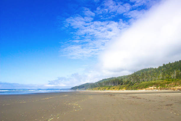 istock Coastal Ocean Beach Blue Sky Clouds Reflections and Sea Birds 1042891808