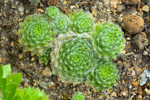 istock a group of succulents close up 1042891866