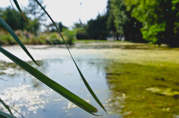 A wide view of the sunlight and shade from the trees on the green pond of the park on a nice summer day.