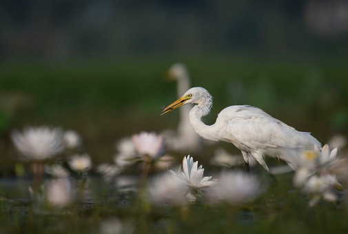 Great Egret fishing