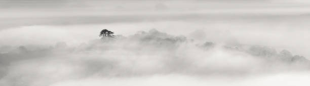 istock Lone tree in Mist, on a cold December morning 1042901336