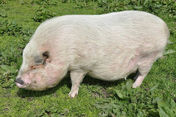 istock Pot-Bellied Pig on Pasture 104290176