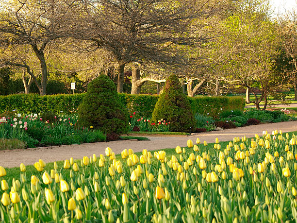 istock Tulip Gardens in a Park 104290186