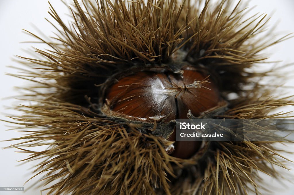 spinose Kastanie - Lizenzfrei Dornig Stock-Foto