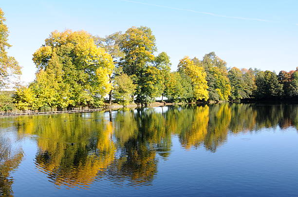 Abstract nature background of early autumn trees reflected in lake at golden hour.