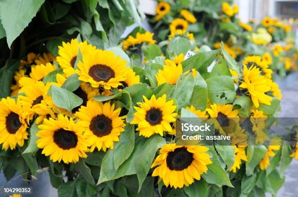 Foto de Girassóis No Mercado De Flores e mais fotos de stock de Girassol Comum - Girassol Comum, Arranjo de Flores, Cantão de São Galo