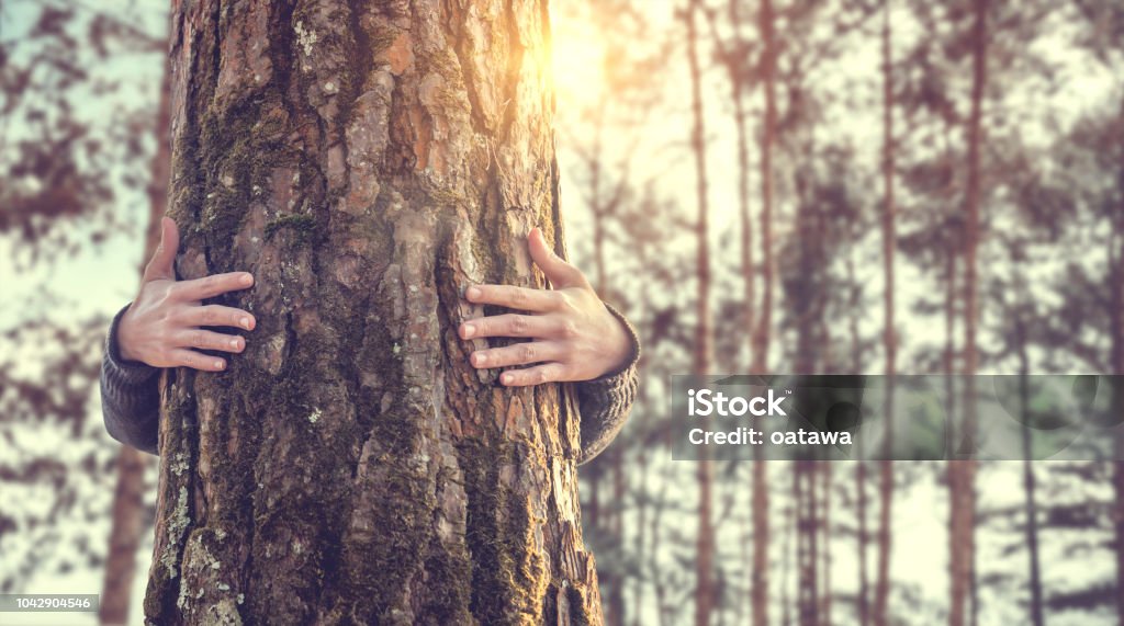 Closeup Händen Frau umarmt Baum mit Sonnenlicht - Lizenzfrei Kind Stock-Foto