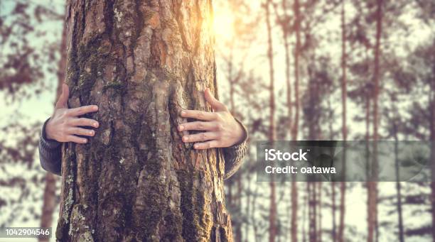 Closeup Händen Frau Umarmt Baum Mit Sonnenlicht Stockfoto und mehr Bilder von Kind - Kind, Wald, Einen Baum umarmen