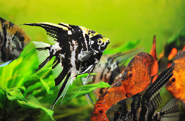 pterophyllum scalar  discus fish stock pictures, royalty-free photos & images