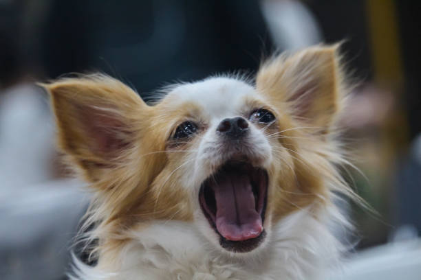 istock White dogs, bright eyes are playing happily. 1042907208