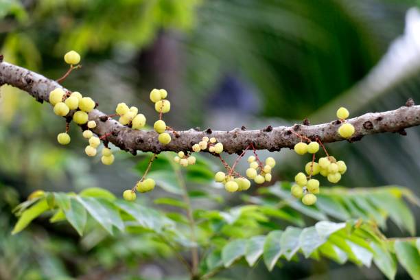 istock Phyllanthus acidus (L.) Skeels 1042907422