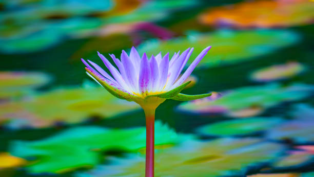 istock Purple lotus flowers are blooming. 1042908116