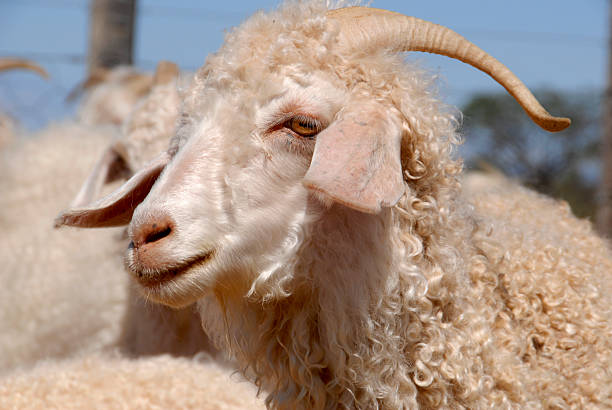 istock Adult Angora goat 104290869