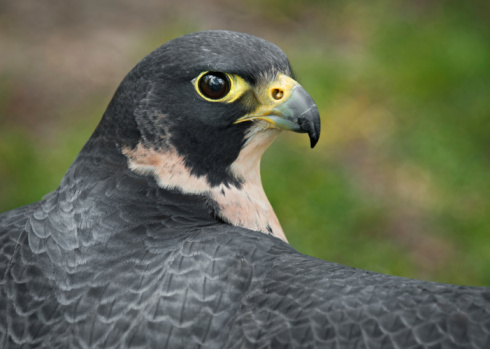 Peregrine Falcon (Falco peregrinus) Outstretched Wings - captive bird