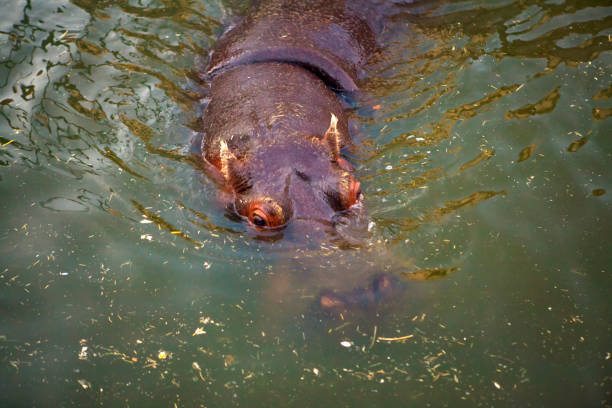 istock hippo in the swamp 1042910768