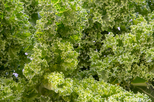 Close up of kale plant leaves and bunch