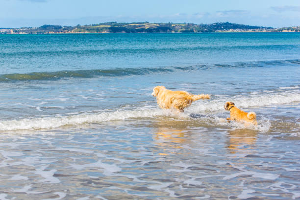 istock Golden Retriever and companion 1042914866