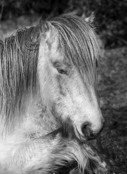 istock Sleepy wild moorland pony, Bodmin Moor, Cornwall 1042914928