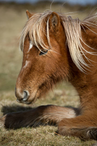 istock Cute wild moorland pony, Bodmin Moor, Cornwall 1042914942