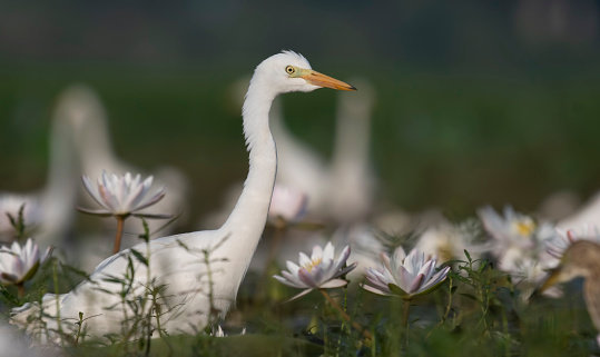 Egret in water lily pond