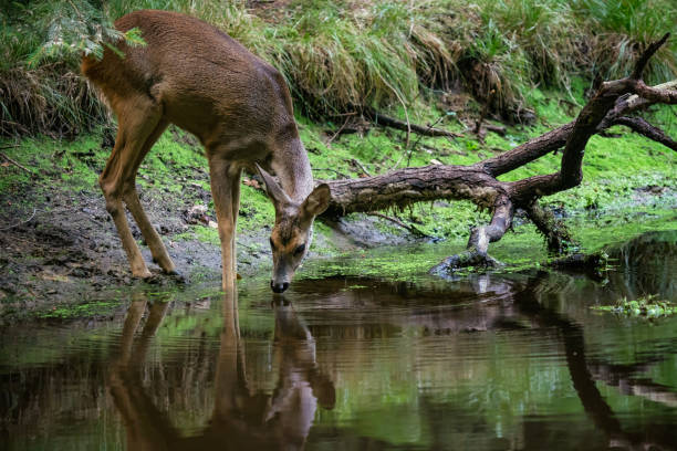 istock Roe deer in forest, Capreolus capreolus. Wild roe deer drinking water from the pond 1042918206