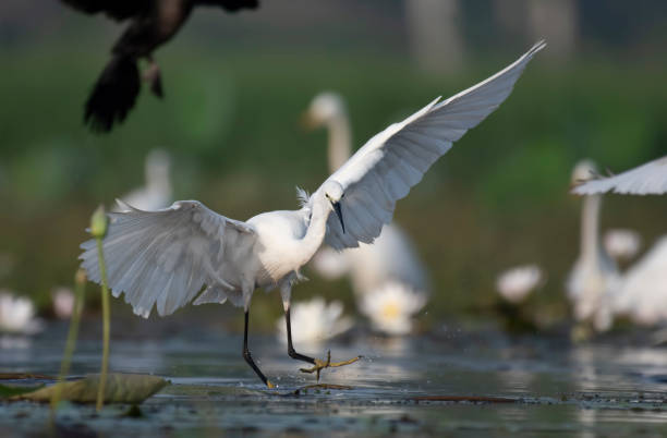 istock Little Egret Hunting 1042920552