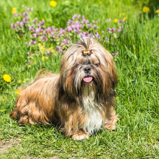 istock Young Shih Tzu dog on green grass background 1042920990
