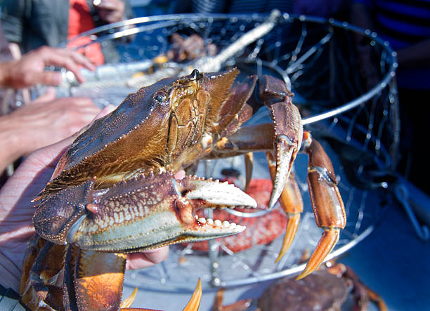 istock Dungeness Crab Season! 104292393