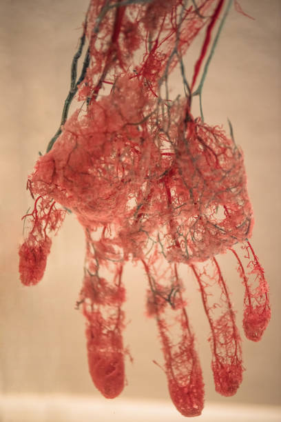 istock Blood Vessels of human hand 1042927086