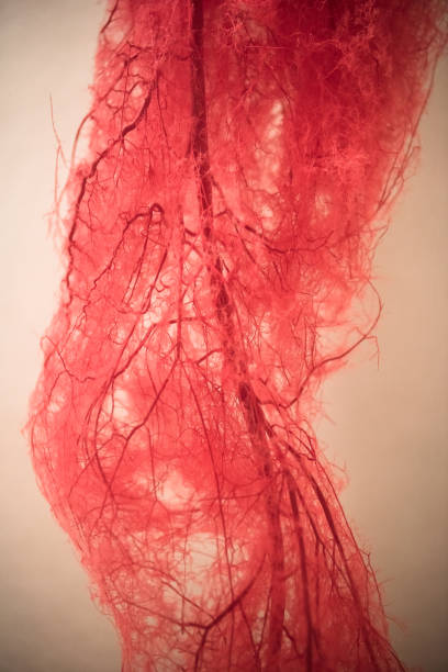 istock Blood Vessels of human leg 1042927114
