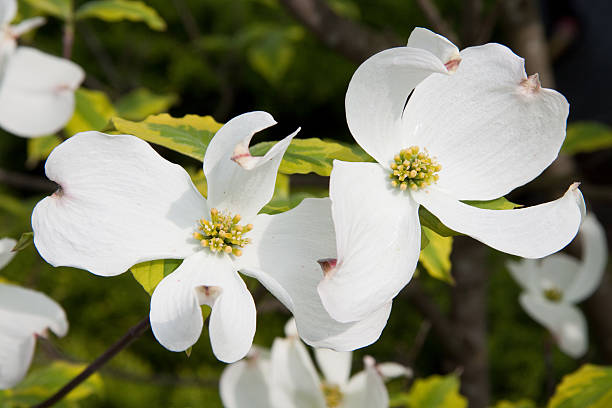 istock flowers of Cornus florida 104292986