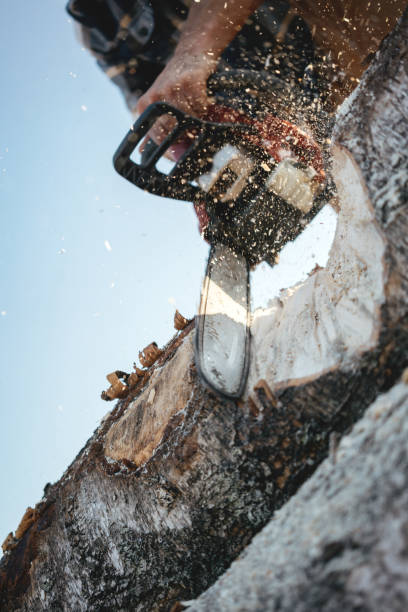 istock Close-up view on strong lumberjack use chainsaw and sawing a big tree on sawmill 1042932514