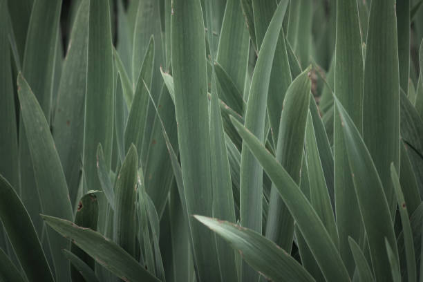 istock close up of yucca plant leaves texture 1042932976