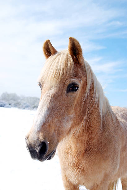 istock Horse in Winter 104293305