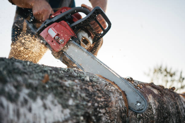 istock Close-up view on chainsaw in lumberjack hands. Professional lumberjack sawing a big tree using chainsaw 1042933144