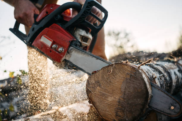 istock Closeup view on chainsaw in strong lumberman hands. Sawdust fly apart 1042933146