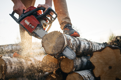 Closeup view on chainsaw in strong lumberjack worker hands. Sawdust fly apart