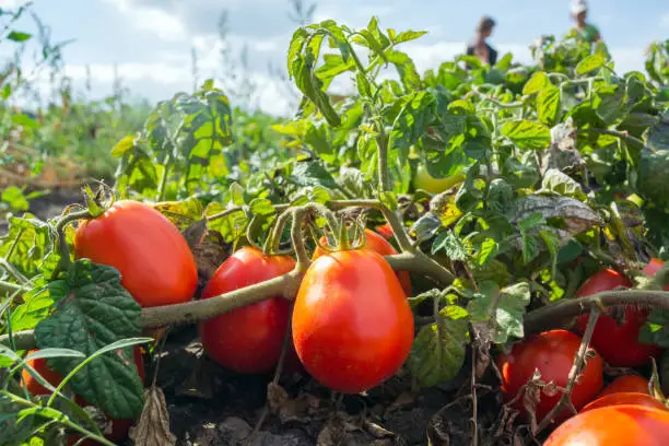 Photo of ripe red tomatoes in the field, outdoors, during harvesting