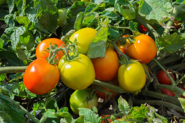 istock ripe red tomatoes in the field, outdoors, during harvesting 1042935806