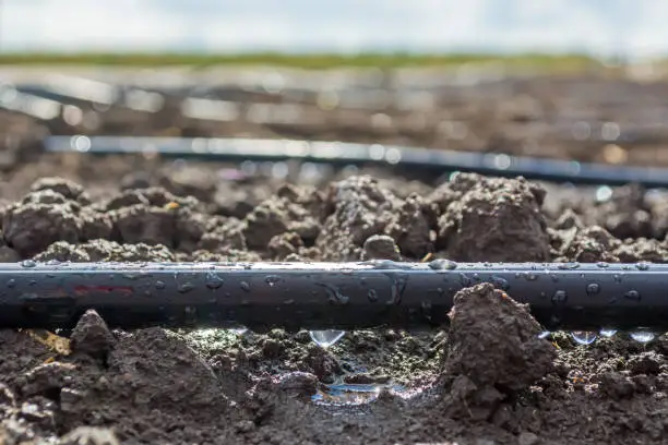 A drop of water dripping from the irrigation tube installed in the field.