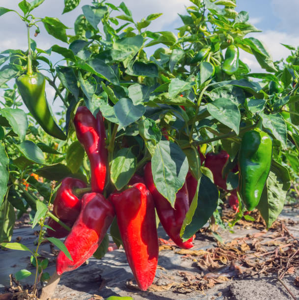 istock ripe pepper on the field at harvest time 1042935846