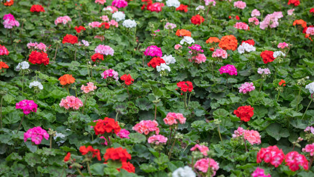 istock Pink and red bloomimg geraniums background 1042935990