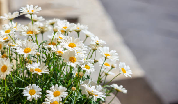 istock Daisies flowers in spring. Blur background, copy space 1042936200
