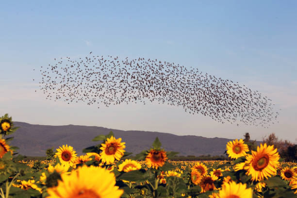 istock Natural spectacle flight of starlings 1042936242