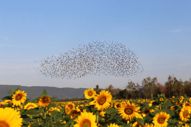 istock Natural spectacle flight of starlings 1042936310
