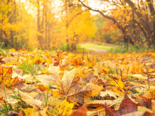 Autumn landscape. The natural background