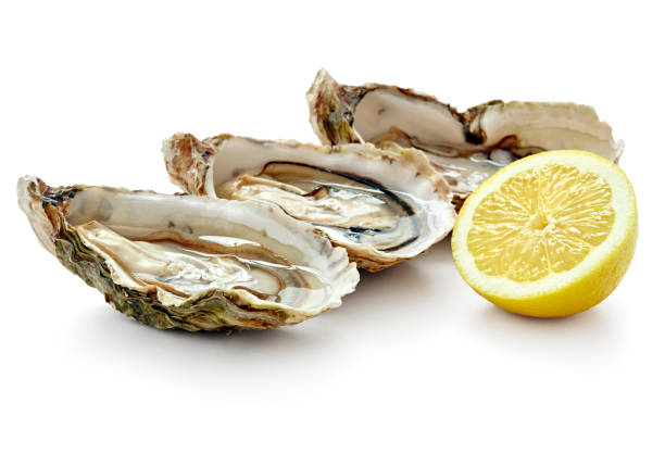 fresh oyster isolated fresh oyster isolated on white background oyster photos stock pictures, royalty-free photos & images