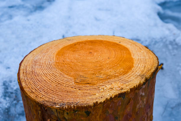 closeup pine tree log in the winter forest