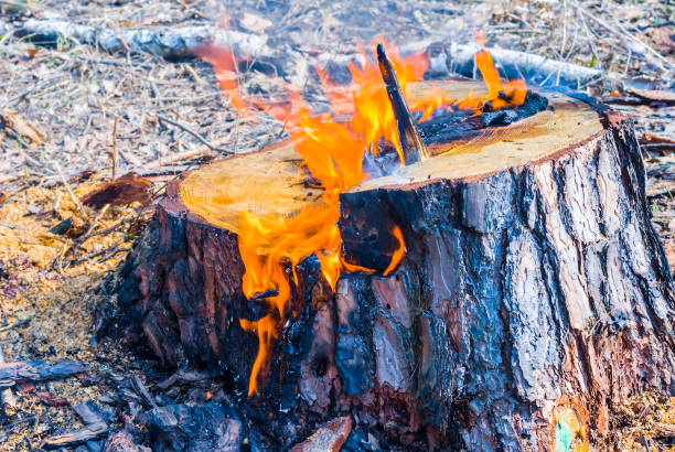 tocón de quema en el bosque - stike fotografías e imágenes de stock