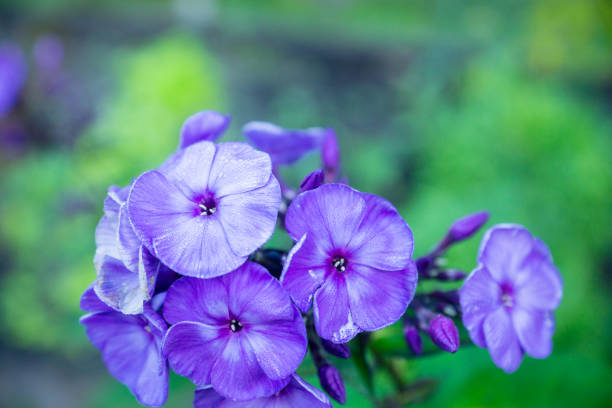 istock Phlox in the garden 1042939946